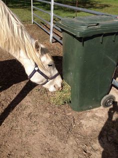 a white horse eating grass next to a green trash can