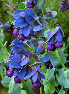 purple flowers with green leaves in the foreground and another plant in the back ground