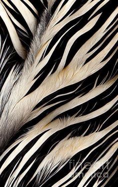 the feathers of an animal are black and white