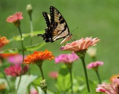 a butterfly sitting on top of a pink flower next to some orange and white flowers