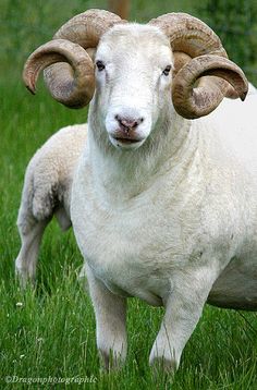 a ram with large horns and a bible verse on it's front side, in the grass