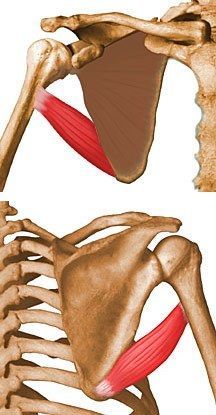 an image of the back and shoulder muscles