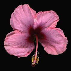 a pink flower is shown against a black background