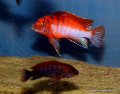 an orange and white fish swimming next to another red one in a blue aquarium tank