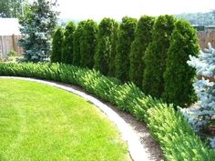 a long row of trees in the middle of a yard with green grass and blue bushes