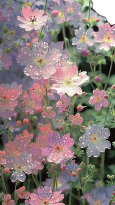 pink and white flowers with water droplets on them are in the middle of a field