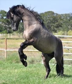 a horse that is standing in the grass with it's front legs spread out