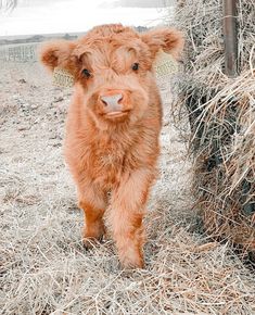 a baby cow standing next to a pile of hay