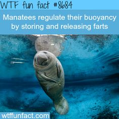 Sea Animal Facts, Ocean Facts Interesting, Manatee Facts, Fun Facts About Sea Animals, Swim With Manatees, Swimming With Manatees, Fun Facts About Animals, Did You Know Facts, Science Facts