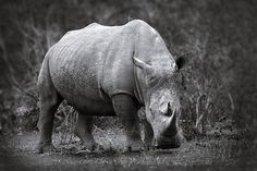 a black and white photo of a rhino