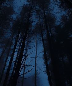 the dark woods are covered in fog and trees