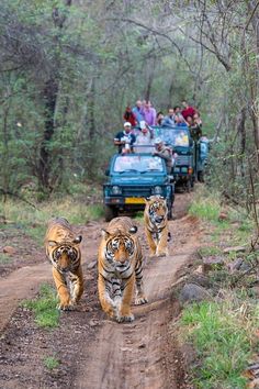 three tigers walking down a dirt road in front of jeeps with people on top