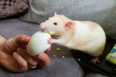 a person feeding a rodent an egg