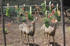 three birds standing next to each other in a fenced in area with carrots