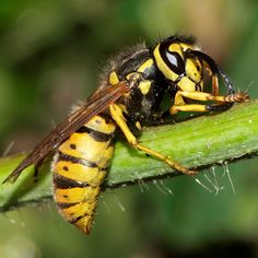 a yellow and black insect sitting on top of a green plant