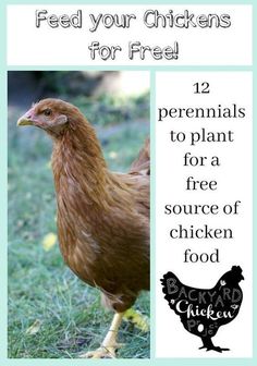 a chicken standing in the grass with text overlay that reads feed your chickens for free