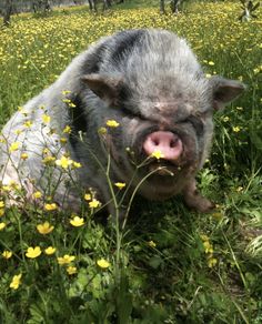 a pig laying in the grass with its tongue out and it's eyes open