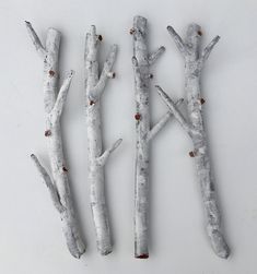 three branches made out of white birch trees