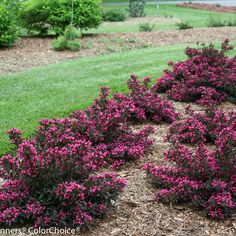 some purple flowers are in the middle of a flower bed and grass is behind them