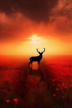 a deer standing in the middle of a field with red flowers on it at sunset