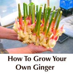 a person holding up some green and yellow flowers with the words how to grow your own ginger