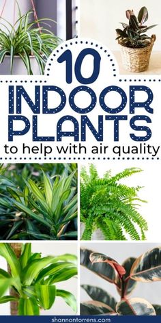 the top ten indoor plants to help with air quality in your home and garden area