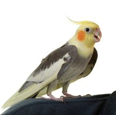 a bird perched on top of someone's leg