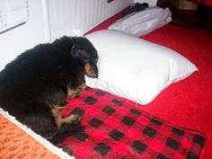 a black and brown dog laying on top of a bed next to two white pillows