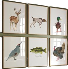 four framed pictures with different types of birds and animals hanging on the wall in front of a window