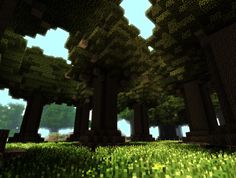 the inside of a forest with trees and grass