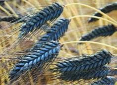 some very pretty blue and yellow plants in the grass with long hair on it's ends