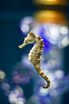 a close up of a sea horse on a blue and white background with blurry lights