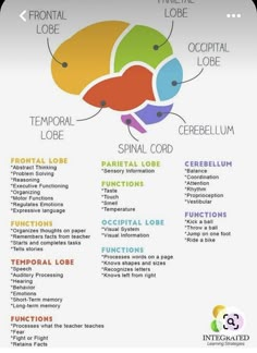 Brain Project, Brain Diagram, Brain Regions, Studie Hacks, Nursing 101, Encouraging Art