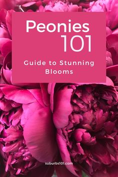 pink peonies with the words peonies 101 guide to strunning blooms