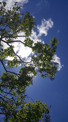 the sun shines through the branches of trees in front of a blue sky with clouds