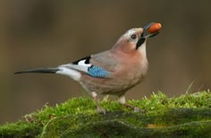 a bird with an orange in its beak on top of mossy ground and trees