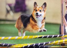 a corgi dog jumping over an obstacle