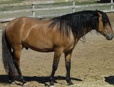 a brown and black horse standing on top of a dirt field next to a fence