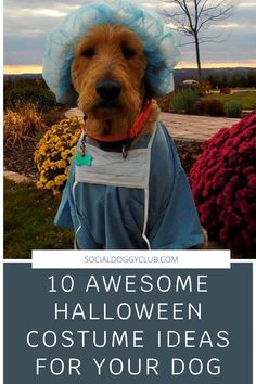 a dog wearing a costume with the words 10 awesome halloween costume ideas for your dog