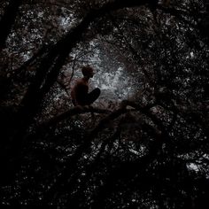 a man sitting on top of a tree branch in the dark forest with no leaves