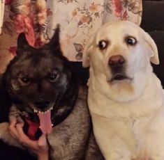 two dogs sitting next to each other with their mouths open and one dog has its tongue out