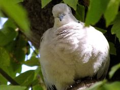 a white bird sitting on top of a tree branch