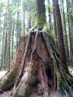 Tree Growing, Tropical Backyard, Tree Roots