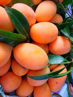 a bunch of ripe apricots hanging from a tree