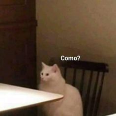 a white cat sitting at a table with the caption'me explican algo deletamentoe para ver asi entendo '