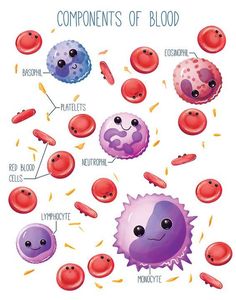 the components of a blood cell