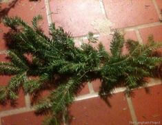 a close up of a plant on a brick floor