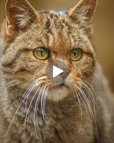 a close up of a cat with an odd look on it's face and eyes