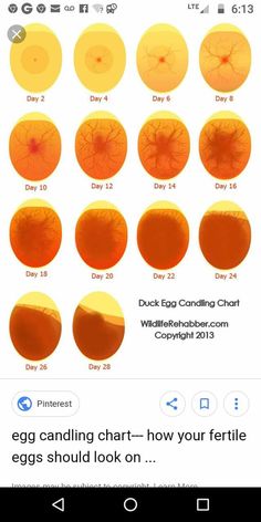 an egg is shown with different stages and colors