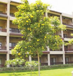 a tree in front of an apartment building